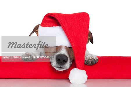 christmas dog santa baby red hat