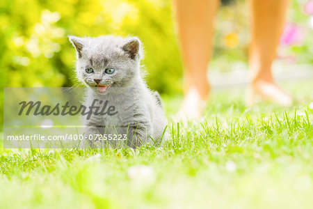 Young grey kitten lying in the garden on fresh green grass