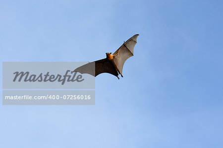 male lyie's flyingfox flying in the sky