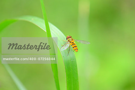 beautiful insect standing on green grass leaf in tropical area