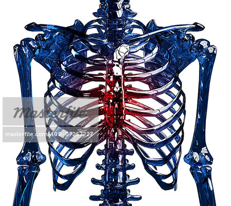 Frontal view of a human glass skeleton chest and ribs made in 3D, showing thoracic pain concept. Isolated over white background.