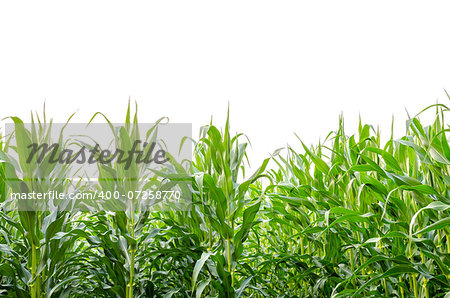 Corn field in summer. Isolated over white background. Corn field in summer. Isolated over white background.