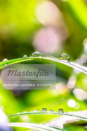 Green grass with dew drops in sunshine.