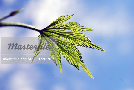 One green leaf hops against the sky