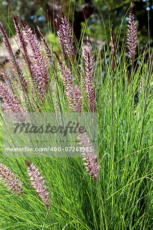 Pennisetum setaceum, a perennial bunch grass, native to open, scrubby habitats in East Africa, tropical Africa, Middle East and SW Asia. Iintroduced in many parts of the world as ornamental plant. It is drought-tolerant, grows fast, reaches 3 feet in height, and has many purple, plumose flower spikes.