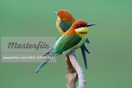 beautiful chestnut headed bee eater (Merops leschenaulti) possing