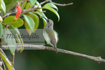 beautiful female black-throated sunbird (Aethopyga saturata)