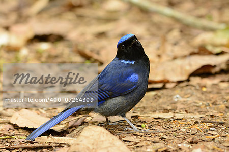 beautiful male Large Niltava (Niltava grandis) in Thai forest