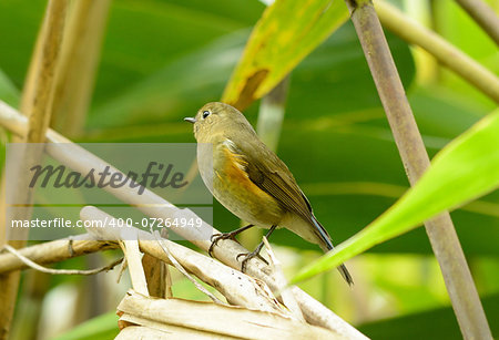 beautiful female Red-flanked Bluetail (Tarsiger cyanurus) in Thai forest