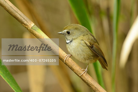 beatiful White-gorgetted Flycatcher (Ficedula monileger) possing on the branch