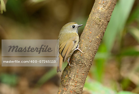 beatiful White-gorgetted Flycatcher (Ficedula monileger) possing on the branch