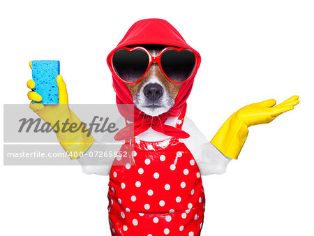 housewife dog with rubber gloves and a blue sponge