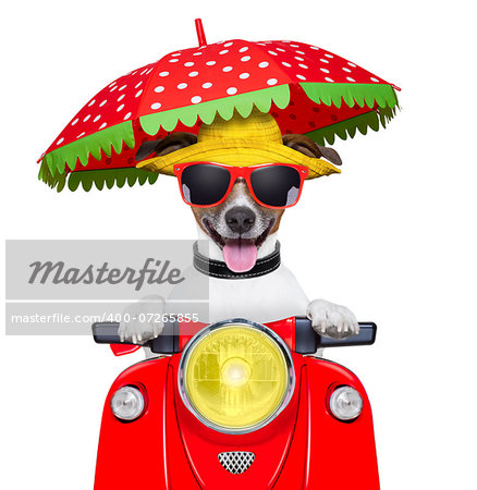 motorcycle dog summer dog driving a motorbike with umbrella