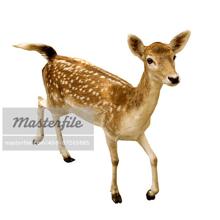 female sika deer isolated on white background