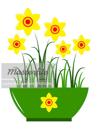 vector daffodils in pot isolated on white background, Adobe Illustrator 8 format