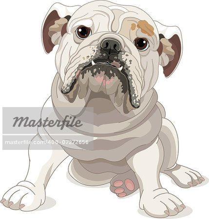 Illustration of English Bulldog isolated on white