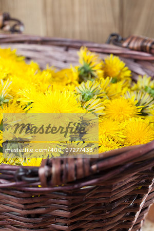 Freshly picked dandelions in a wicker basket