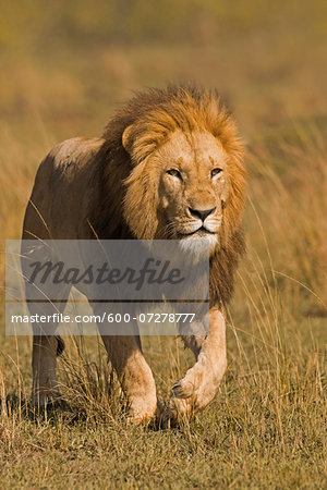 Male Lion (Panthera leo) Stalking, Masai Mara National Reserve, Kenya