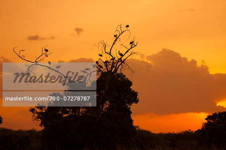 White Storks in Tree at Sunset, Masai Mara National Reserve, Kenya