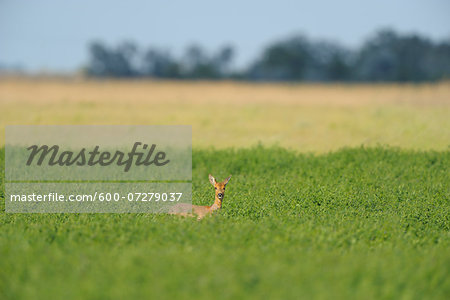 European Roe Deer (Capreolus capreolus) in Meadow in Spring, Apetlon, Lake Neusiedl, Burgenland, Austria