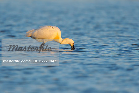 European Spoonbill (Platalea leucorodia) in Spring, Illmitz, Lake Neusiedl, Burgenland, Austria