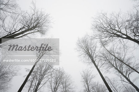 Looking up in European Beech Forest (Fagus sylvatica) in Early Morning Mist, Odenwald, Hesse, Germany