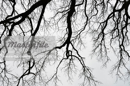 Leafless Oak Branches in Winter, Odenwald, Hesse, Germany