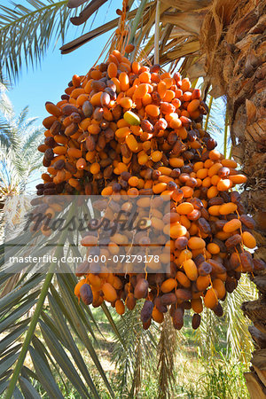 Date Palm with Fruit, Al Baharia, Matruh Governorate, Libyan Desert, Sahara Desert, Egypt, Africa