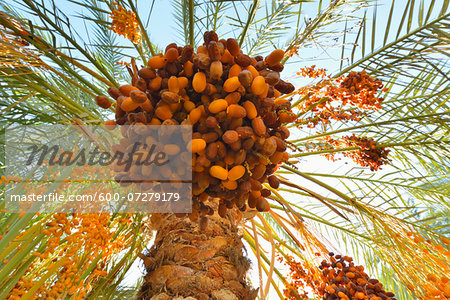 Date Palm with Fruit, Al Baharia, Matruh Governorate, Libyan Desert, Sahara Desert, Egypt, Africa