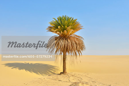 Date Palm in Sand Dune, Matruh Governorate, Libyan Desert, Sahara Desert, Egypt, Africa