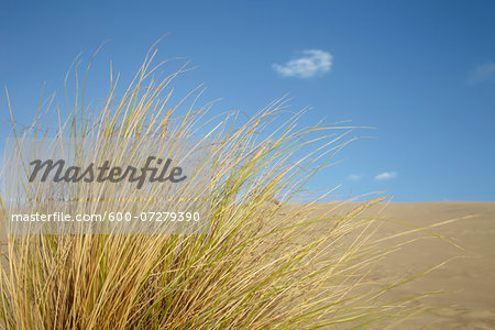 Grass on Sand Dune, Dune du Pilat, Arcachon, France