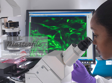 Female researcher using inverted microscope to view stem cells displayed showing fluorescent labeled cells