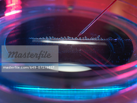 Nuclear transfer, Stem cells made from the cell nucleus