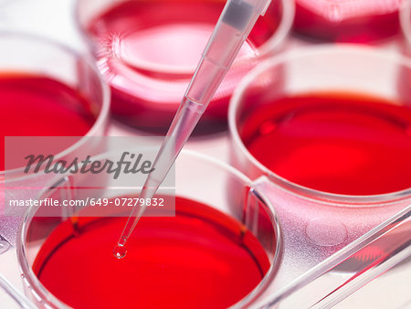 Pipette adding sample to stem cell cultures growing in pots, Used to implant stem cells to repair damaged tissues Pipette adding sample to stem cell cultures growing in pots, Used to implant stem cells to repair damaged tissues