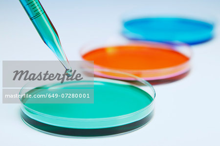 Pipetting coloured liquid into petri dishes