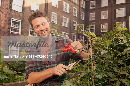 Mid adult man harvesting tomatoes on council estate allotment