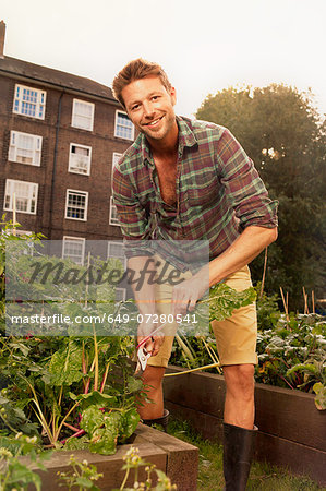Mid adult man harvesting salad leaf on council estate allotment Mid adult man harvesting salad leaf on council estate allotment