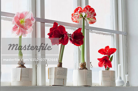 Amaryllis flowers on windowsill