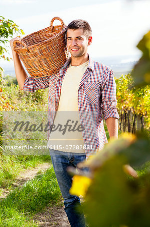 Grape harvest, young man carrying basket, Slavonia, Croatia