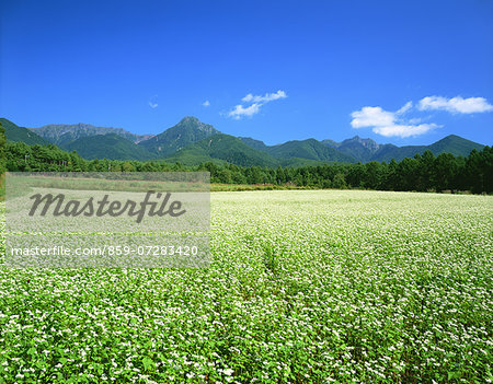 Mt. Yatsuga And Buckwheat Fields, Nagano, Japan Mt. Yatsuga And Buckwheat Fields, Nagano, Japan