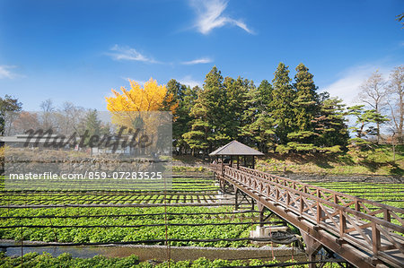 Daio Wasabi Farm, Nagano, Japan