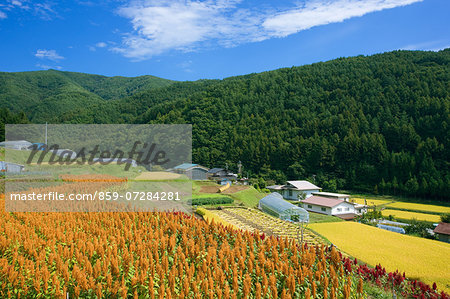 Amaranthus, Nagano, Japan Amaranthus, Nagano, Japan