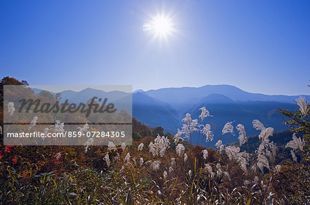 Japanese Pampas Grass, Nagano, Japan Japanese Pampas Grass, Nagano, Japan