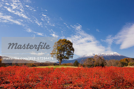 Kaida Highland, Nagano, Japan