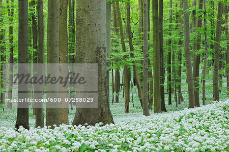 Ramsons (Allium ursinum) in European Beech (Fagus sylvatica) Forest in Spring, Hainich National Park, Thuringia, Germany