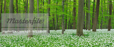 Ramsons (Allium ursinum) in European Beech (Fagus sylvatica) Forest in Spring, Hainich National Park, Thuringia, Germany