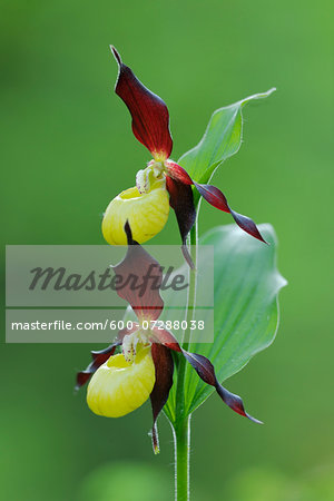 Lady's Slipper Orchid (Cypripedium calceolus), Bavaria, Germany