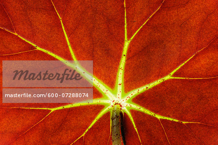 Close-up of Begonia (Begonia erytrophylla) Leaf, Studio Shot