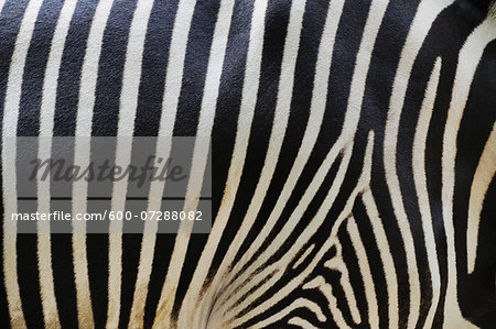 Close-up of Grevy's Zebra (Equus grevyi) Stripes in Zoo, Nuremberg, Bavaria, Germany Close-up of Grevy's Zebra (Equus grevyi) Stripes in Zoo, Nuremberg, Bavaria, Germany