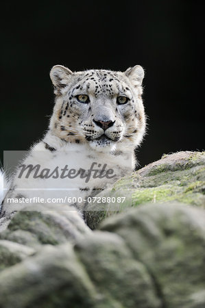 Portrait of Snow Leopard (Panthera unica) in Zoo, Nuremberg, Bavaria, Germany